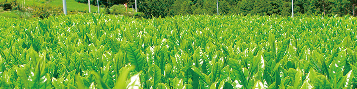 静岡 春野 有機栽培茶