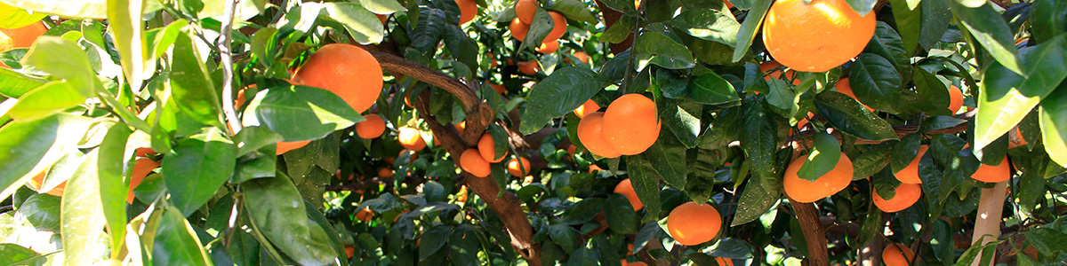 三ケ日みかん 青島