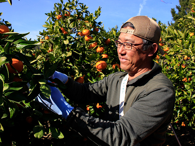 柑甘ファームの三ヶ日みかん
