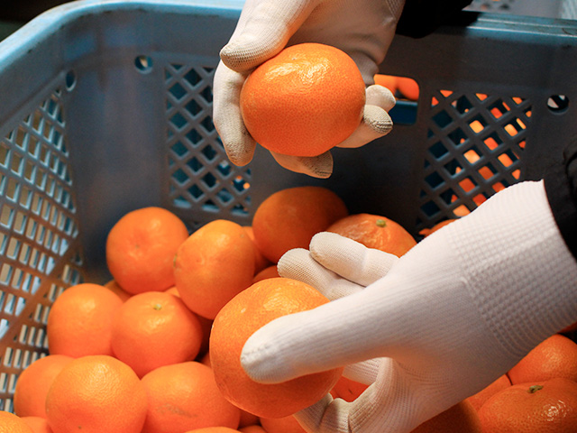 柑甘ファームのみかんは綺麗で美味しい