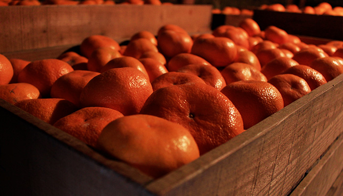 柑甘ファームの熟成「蔵出し」三ケ日みかん 青島の熟成前に予措（よそ）で余分な水分を飛ばす