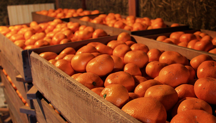 柑甘ファームの「蔵出し」青島みかんは土壁倉庫で寝かすことで「減酸」と「濃縮」が進み重厚なコクが生まれます。