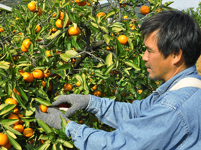 位田さんちの三ケ日みかん青島は自然農法にこだわっています