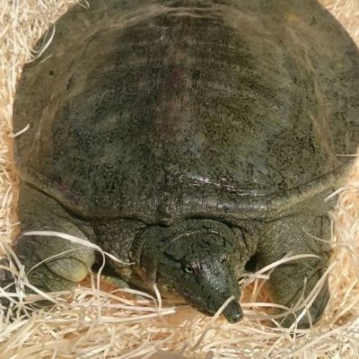 浜名湖産 活すっぽん 1匹700g 生きたままお届け