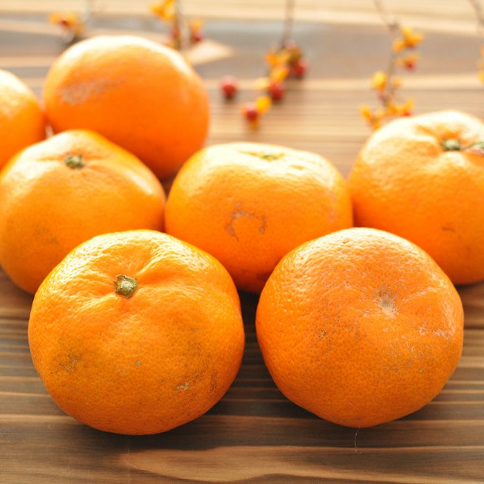 三ケ日みかん 青島 静岡県産みかん