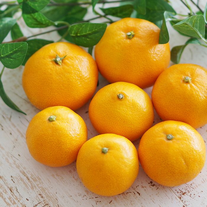 日下農園の宮川みかん