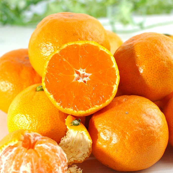 静岡・三ケ日みかん【三ヶ日平山産】由良（極早生） 4kg サイズ混合