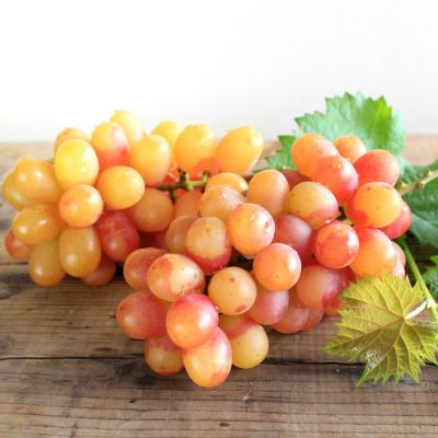 葡萄好き 高級ぶどう・希少品種のブドウを販売｜ウインク、マスカ・サーティーンなど