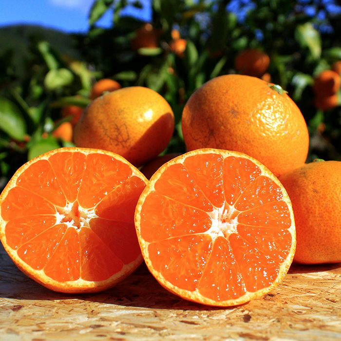 33farmの三ヶ日みかん早生 濃厚で甘酸っぱくて美味しい