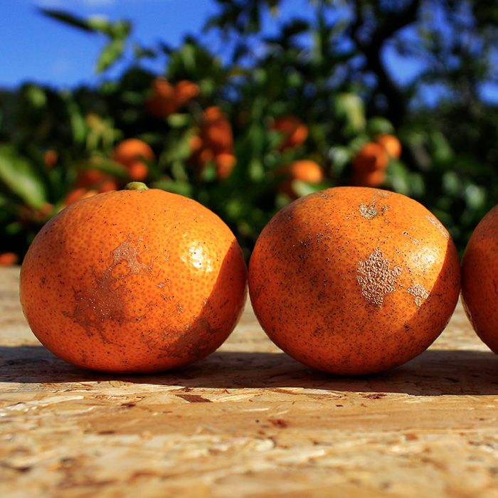 33farmの三ヶ日みかん早生 減農薬なので傷が多く目立ちます