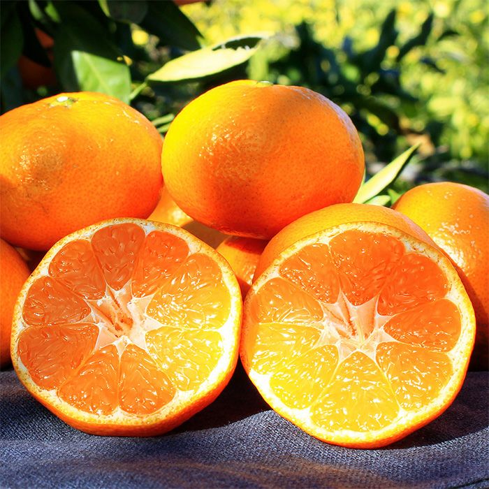 33farmの農薬不使用三ヶ日みかん青島