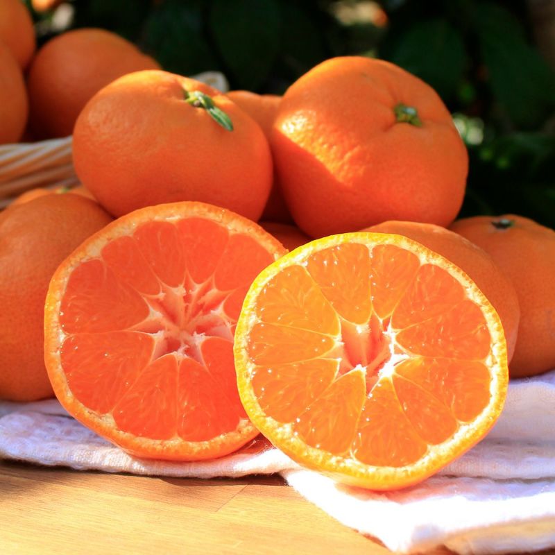 柑甘ファームの三ヶ日みかん青島