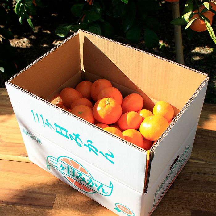 柑甘ファームの三ヶ日みかん青島箱入り