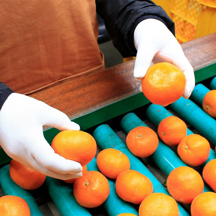 柑甘ファームの三ヶ日みかん青島を手選別